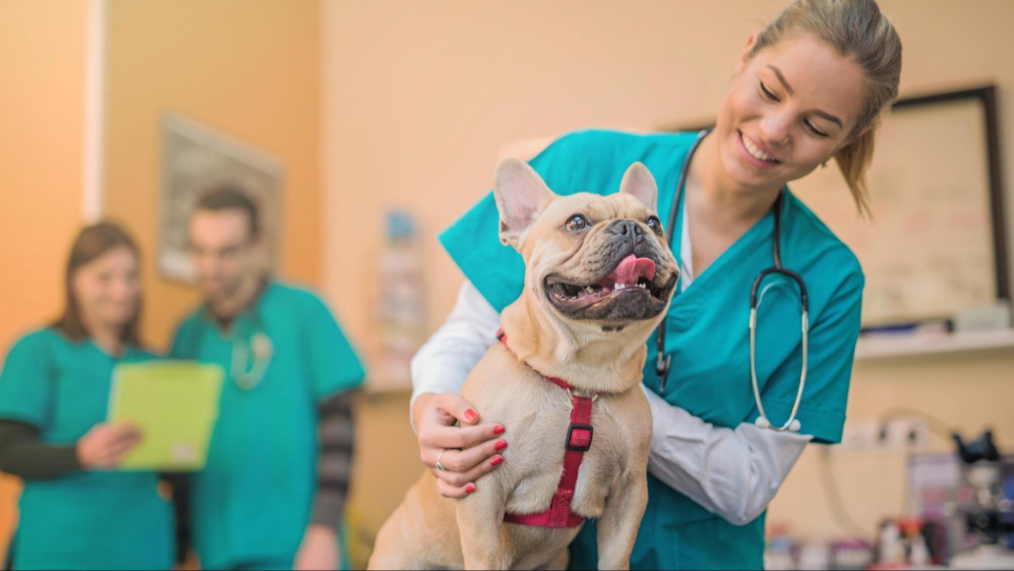 Smiling veterinarian assessing a happy bulldog